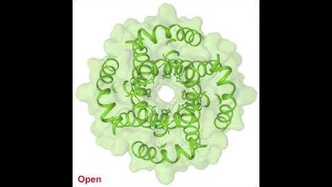 Closed and open states of human ion channel TRPV6