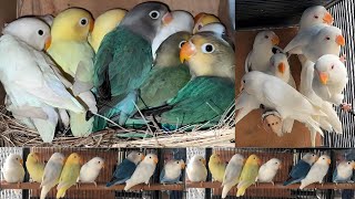 Lovebirds Mutation Breeding Progress | Nexus Birds