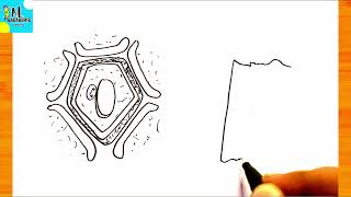 How to draw Cell Wall Step By Step | Drawing Cell Wall