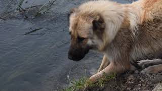 Dingo Adlı It, Shamayka Balıqlar Ve Badax Leshi