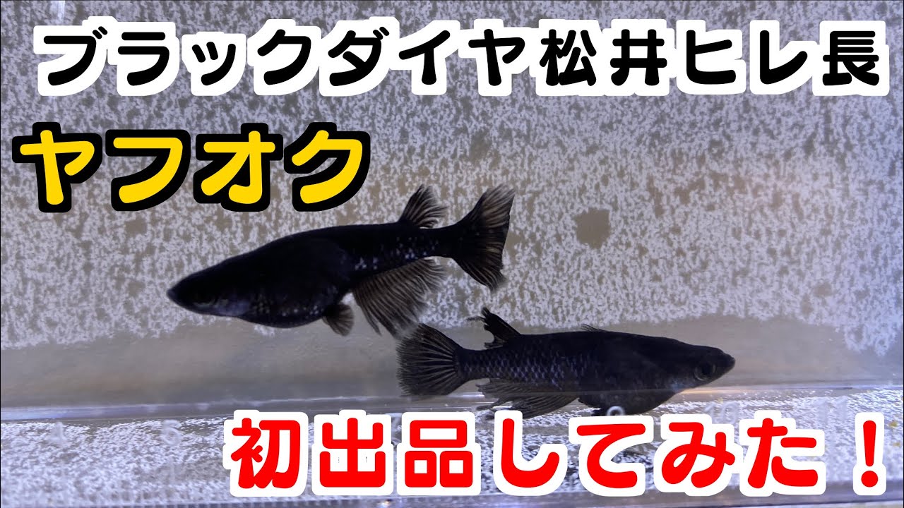 松井ヒレナガブラックダイヤメダカ 松井ヒレ長ﾌﾞﾗｯｸﾀﾞｲﾔメダカ | 写真投稿 | アクアネット