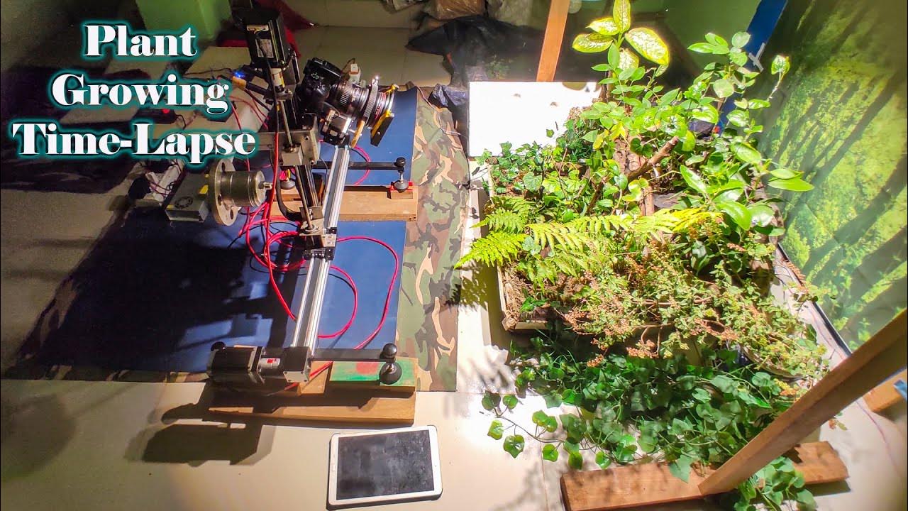 Wild Bitter Sponges Gourd Vine Growing Time Lapse NRD YouTube