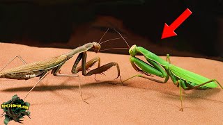 Clash Between Two Mantises: Very ANGRY Praying MANTIS Meet 【Live Feed】 by BICHOMANIA 141,170 views 7 months ago 8 minutes, 14 seconds