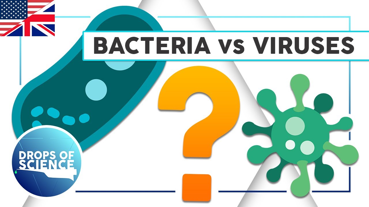 What are the differences between bacteria and viruses? - YouTube