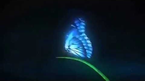 Butterfly free intro camtasia studio 8-9