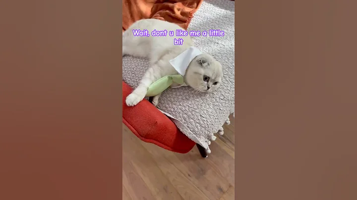 Watch the video about Hey Girl U like me a little bit 😻? #likeme #littlebit #scottishfold #cat #kitten #flirting #love