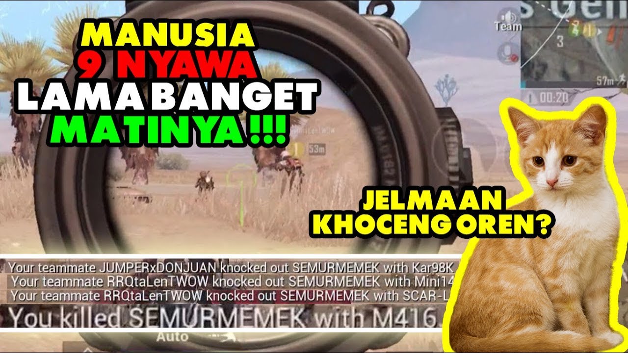 Ketemu Manusia 9 Nyawa Jelmaan Kocheng Oren Mati Nya Lama