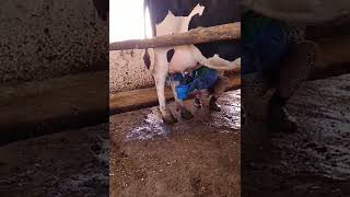 Выявление мастита коров Кено тестом