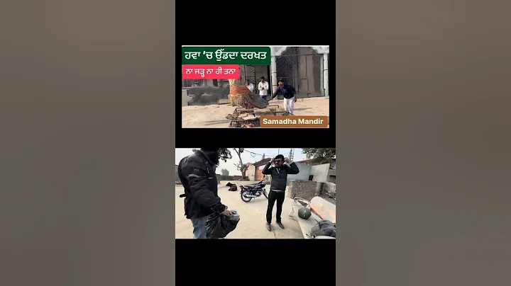 Flying Tree in Hansi Haryana (India) Samadha Mandir Hansi. #virelshorts #shortsfeed #shorts #short