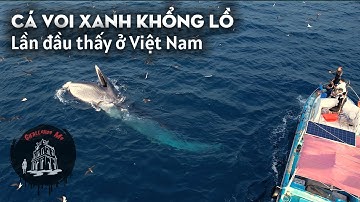 Cận cảnh Cá Voi Xanh Khổng Lồ đến Bình Định săn mồi