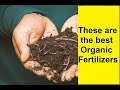 Best 4 organic fertilizers for plants