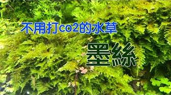 水草 Youtube