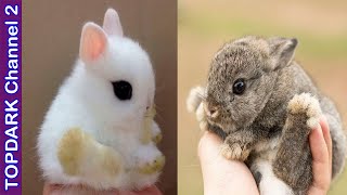 10 Razas de conejos enanos mas tiernos