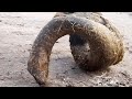 Giant donkey hooves a 1yearold donkey has surprisingly long hoovesdonkey hoof savior