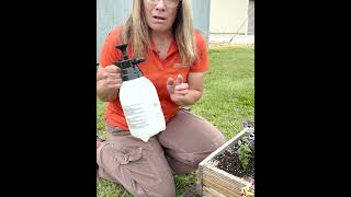 Aphids Care Tips