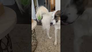 Ball Gets Stuck On Dog's Tail