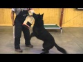 Beautiful Black German Shepherd Beautiful Black German Shepherd