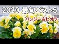 今年どれ植える？　パンジー・ビオラ　2020最旬！ベスト5！