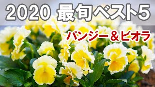 今年どれ植える？　パンジー・ビオラ　2020最旬！ベスト5！