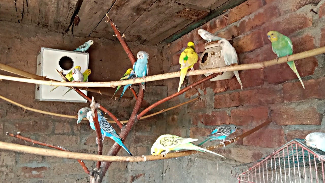 (Budgies Parrot) (new parrot video) (Bird lover) (Beautiful Budgies 😍🦜) (viral video)