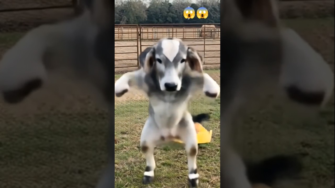 😱cow ka amazing dance video 😱 #cow #dance #funny #short #ytshort #comedy