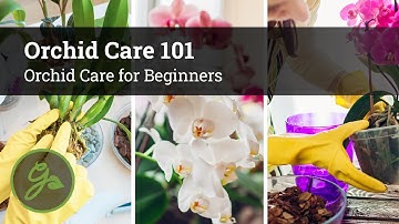 Orchid Care Made Simple / Orchid Care for Beginners
