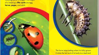 The Life Cycle of a Ladybug   Read Aloud