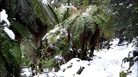 Lake Waikareiti Walk
