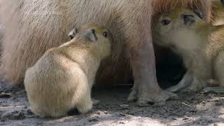 San Diego zoo welcomes 4 baby capybara