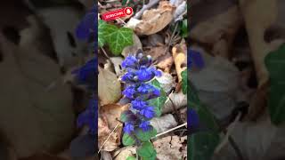 Puzava ivica Ajuga reptans Bugle Kriechender Günsel new nature plants shorts wild trending