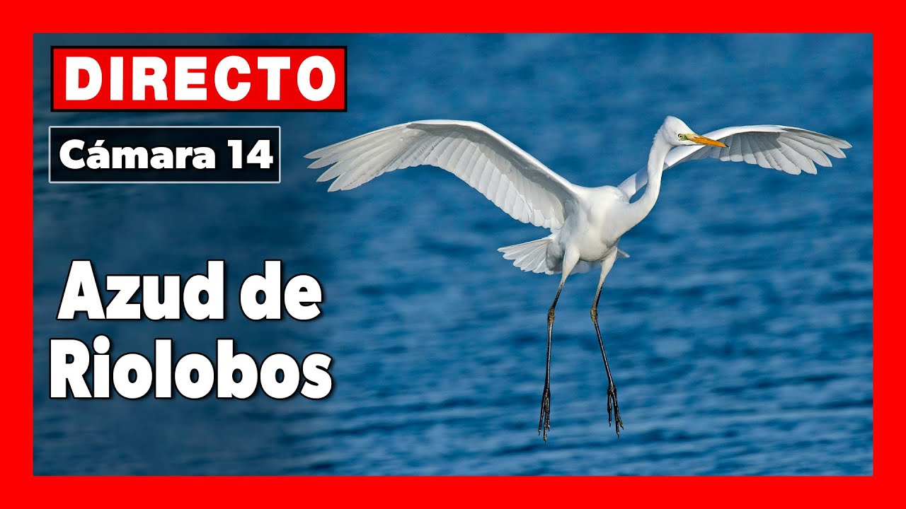 Azud de Riolobos (Cámara 14 | Salamanca) 🔴 DIRECTO