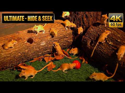 Cat TV for Cat to Watch: Ultimate Mouse Hide & Seek in Woodland Log Maze | 8 Hours | 4K 60fps