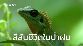 พลเมืองป่า : สีสันชีวิตในป่าฝน