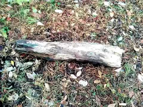 О заготовке дров для костра в сыром лесу.