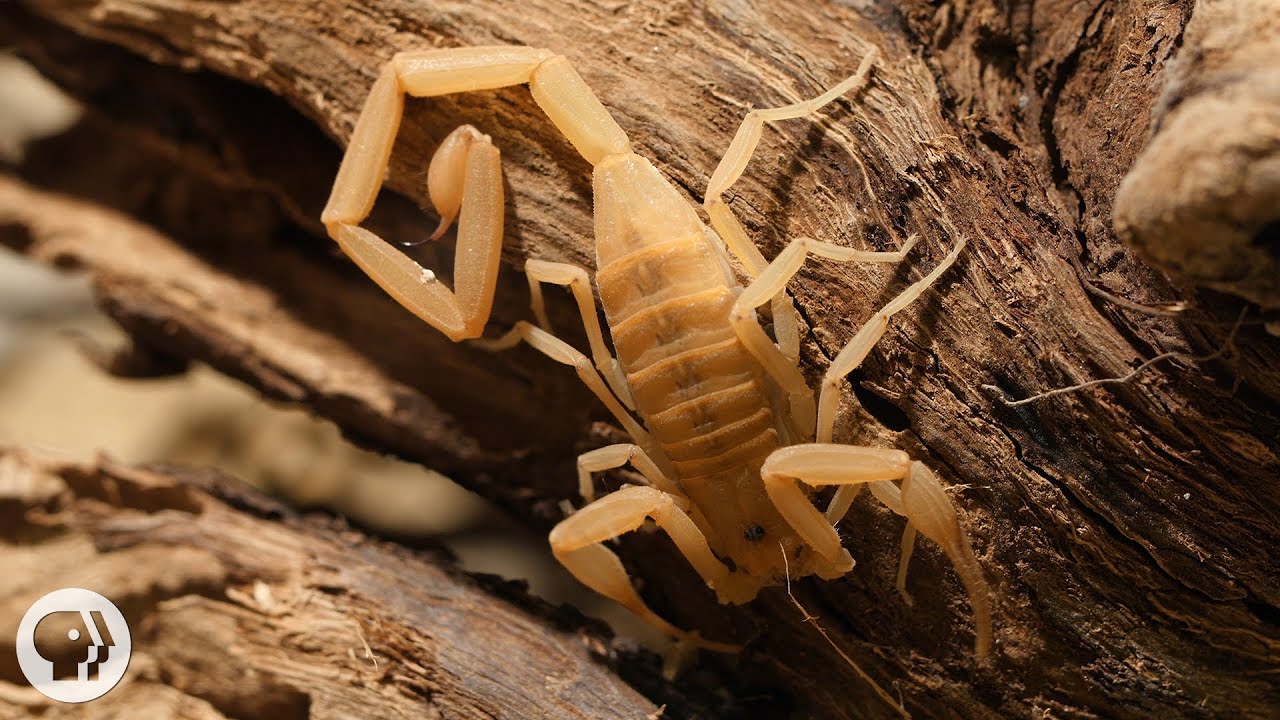 Stinging Scorpion vs. Pain-Defying Mouse | Deep Look
