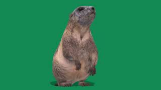 Groundhog Marmot  3D