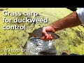 Grass carp for duckweed control