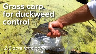 Grass carp for duckweed control