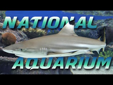 Video: Nationaal aquarium in B altimore: tips, rondleidingen en aanbiedingen