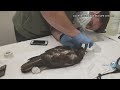 Hawaiian hawk recovering after being shot by pellet gun on Hawaii Island