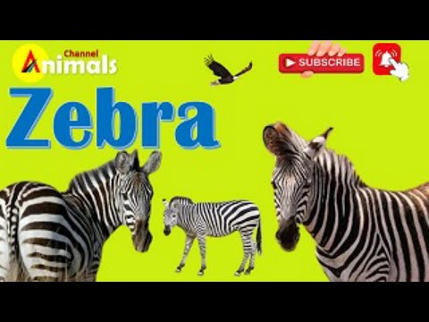 Zebra  Animals