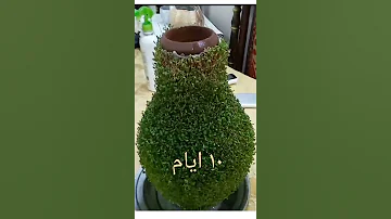 زراعة حب الرشاد زراعة حب الرشاد علي الفخار فكرة جميلة لزراعة حب الحليم زراعة رشاد الحديقة 