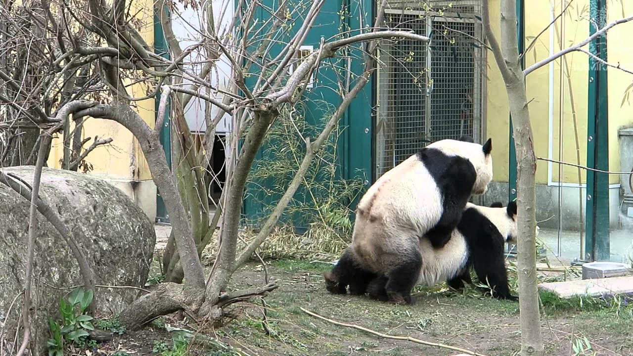 Pandas Mating In Zoo Vienna Schönbrunn Youtube