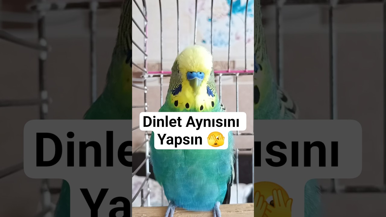 Muhabbet kuşu Konusturma #konuşankuş #konuşanmuhabbetkuşu #muhabbetkuşu #muhabbetkuşları #birds