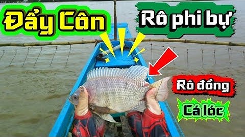 🌊🐠  ĐẨY CÔN SIÊU HẤP DẪN – RÔ PHI, RÔ ĐỒNG, CÁ LÓC ĐUA NHAU LÊN VÕ 🐟🔥