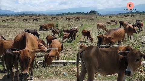 Menggembala Sapi Lembu Di Ladang Sawah, Suara sapi sapi Jinak
