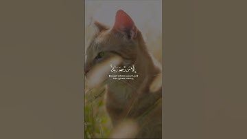 ﴿ وما كان ربك ليهلك القرى بظلم وأهلها مصلحون ﴾ [ هود: 117]#المنشاوي #سورة_هود #قرآن