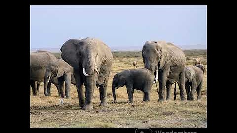 KINGDOM OF ELEPHANT@DRSKSINGH CHANNEL JAI Shreeram #wildlife #elephant #saveanimals #youtube