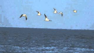 Gull migration