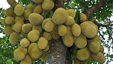 O que fazer quando abre a jaca verde?